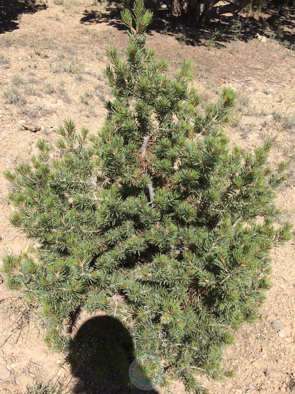 Photo of Two-Needle Pinon Pine (Pinus edulis) uploaded by BlueOddish