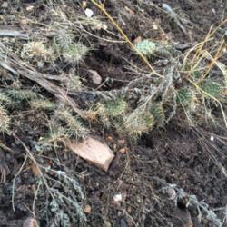 Location: West Jordan, Utah, United States
Date: 2016-01-23
Some plants have been affected by some kind of rot that has been 