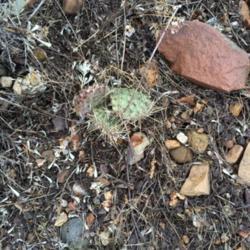 Location: West Jordan, Utah, United States
Date: 2016-01-23
Some plants have been affected by some kind of rot that has been 