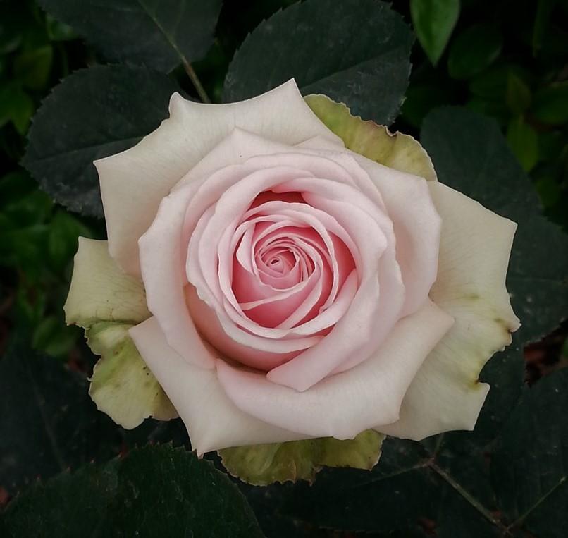 Photo of Rose (Rosa 'Ambiance') uploaded by KenNEGA