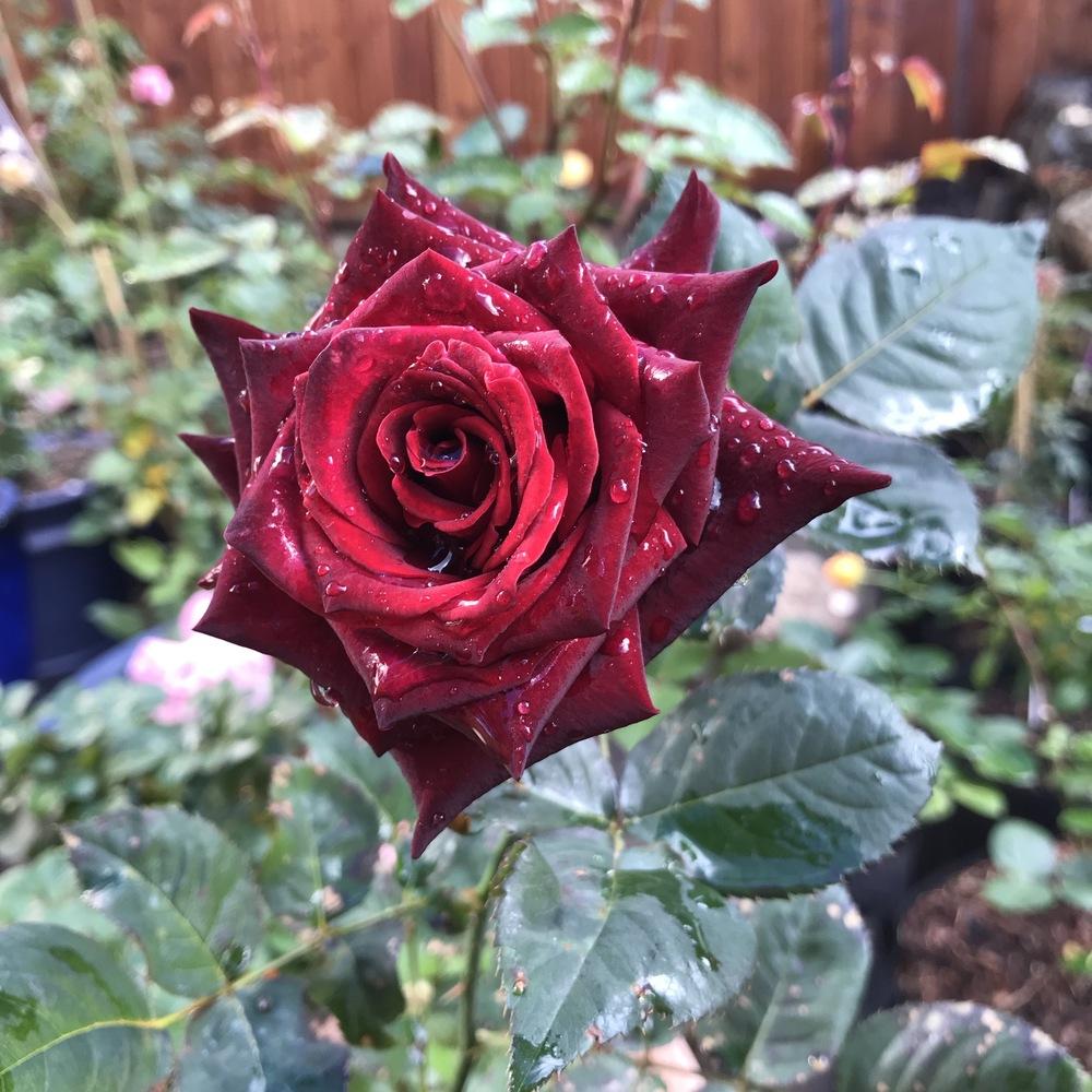 Photo of Rose (Rosa 'Black Baccara') uploaded by Rose_Guy1127