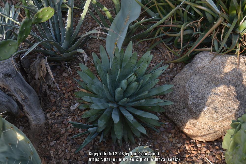 Photo of Black-Spined Agave (Agave macroacantha) uploaded by mcvansoest