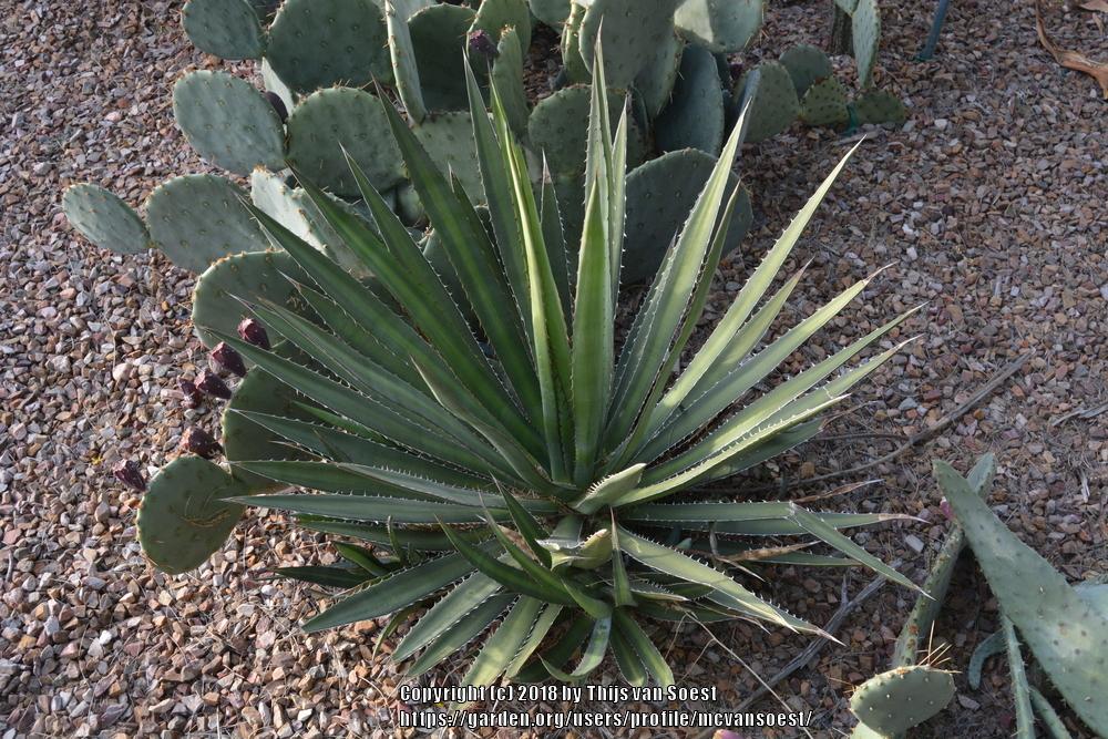 Photo of Maguey Mezortillo (Agave lophantha) uploaded by mcvansoest
