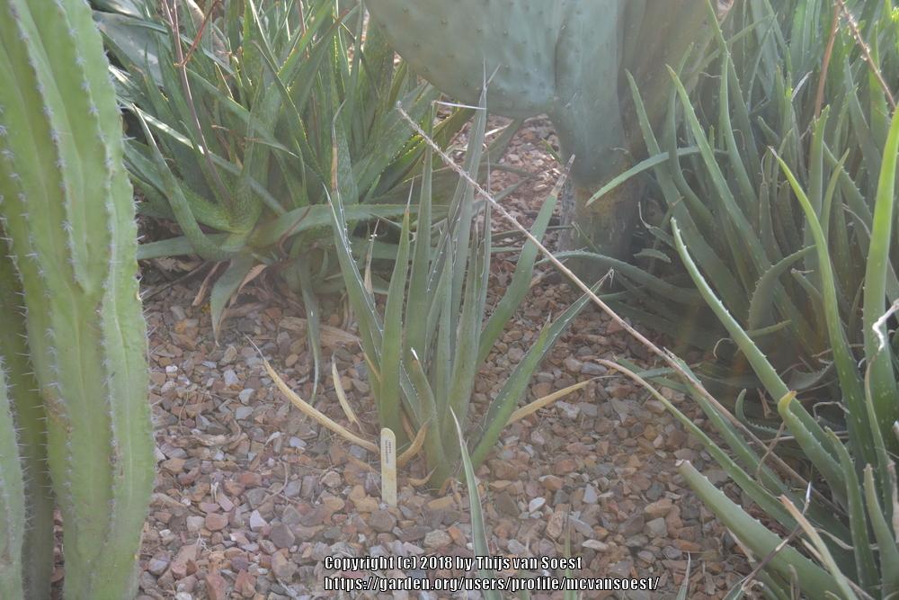 Photo of Lechuguilla (Agave lecheguilla) uploaded by mcvansoest