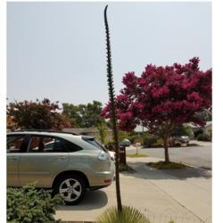Location: San Jose, CA
Date: 2018-08-23
16' tall. 10 years after planting