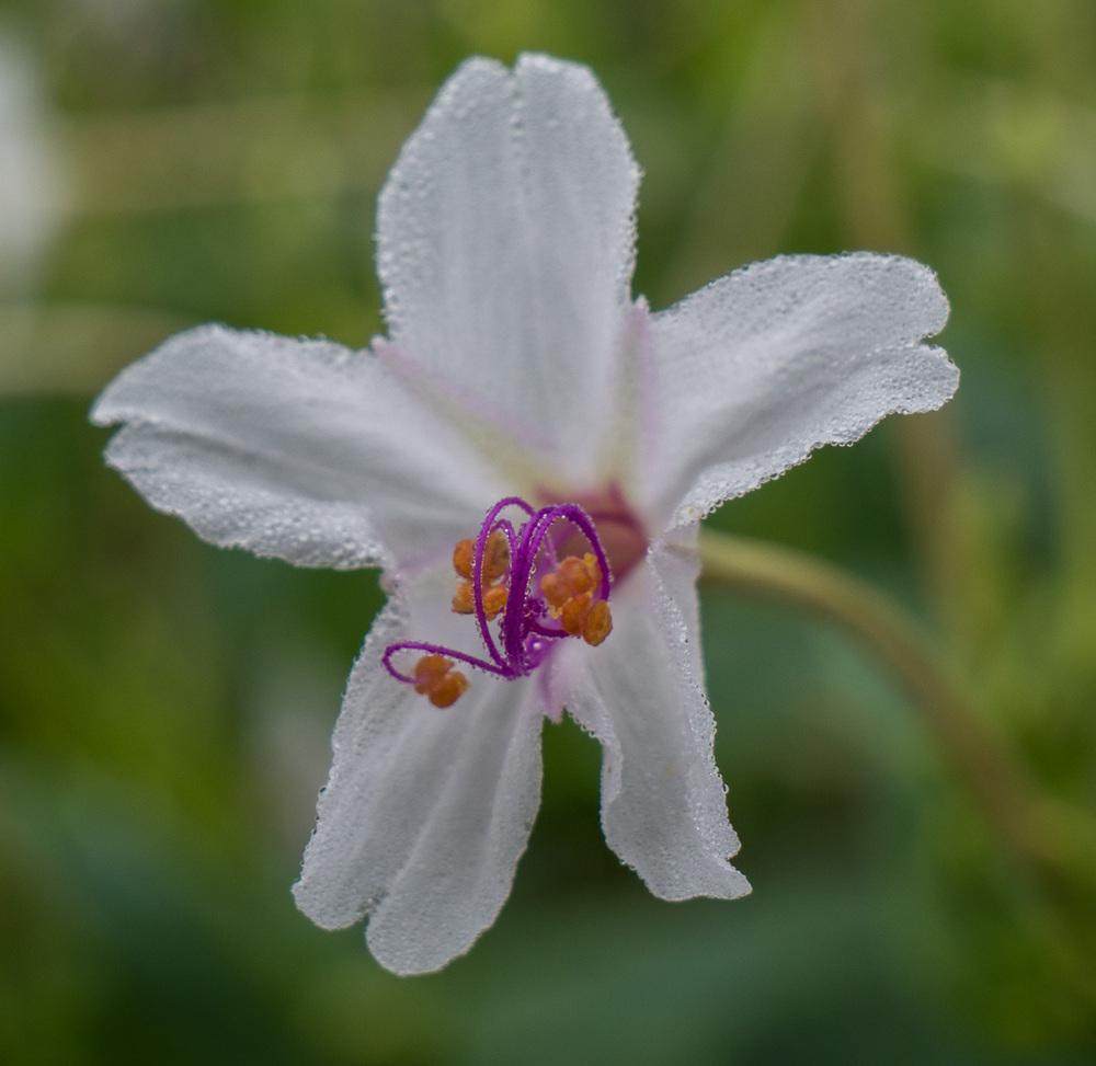 Photo of Sweet Four o'Clock (Mirabilis longiflora) uploaded by frankrichards16