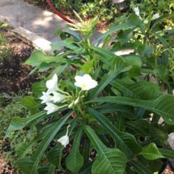 
Date: 2018-08-31
Plumeria bought in south Texas