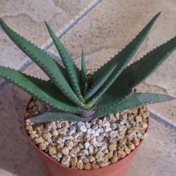 Location: Baja California
Date: 2016-10-18
Aloe lutescens x conifera