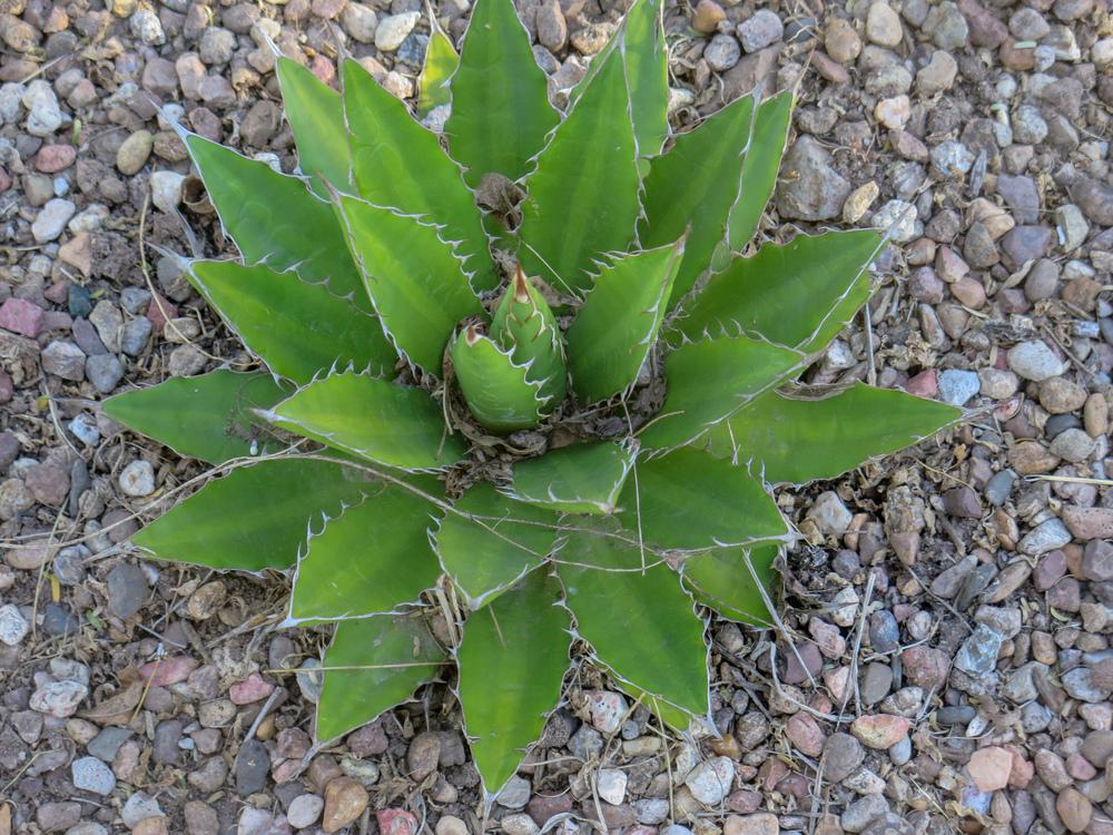 Photo of Maguey Mezortillo (Agave lophantha) uploaded by Baja_Costero