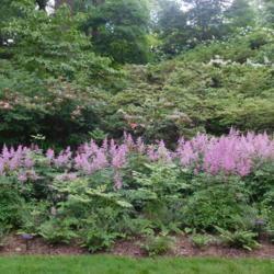 Location: New York Botanical Garden
Date: June 2017