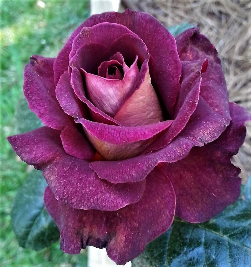 Photo of Rose (Rosa 'Garden Director Bartje Miller') uploaded by KenNEGA