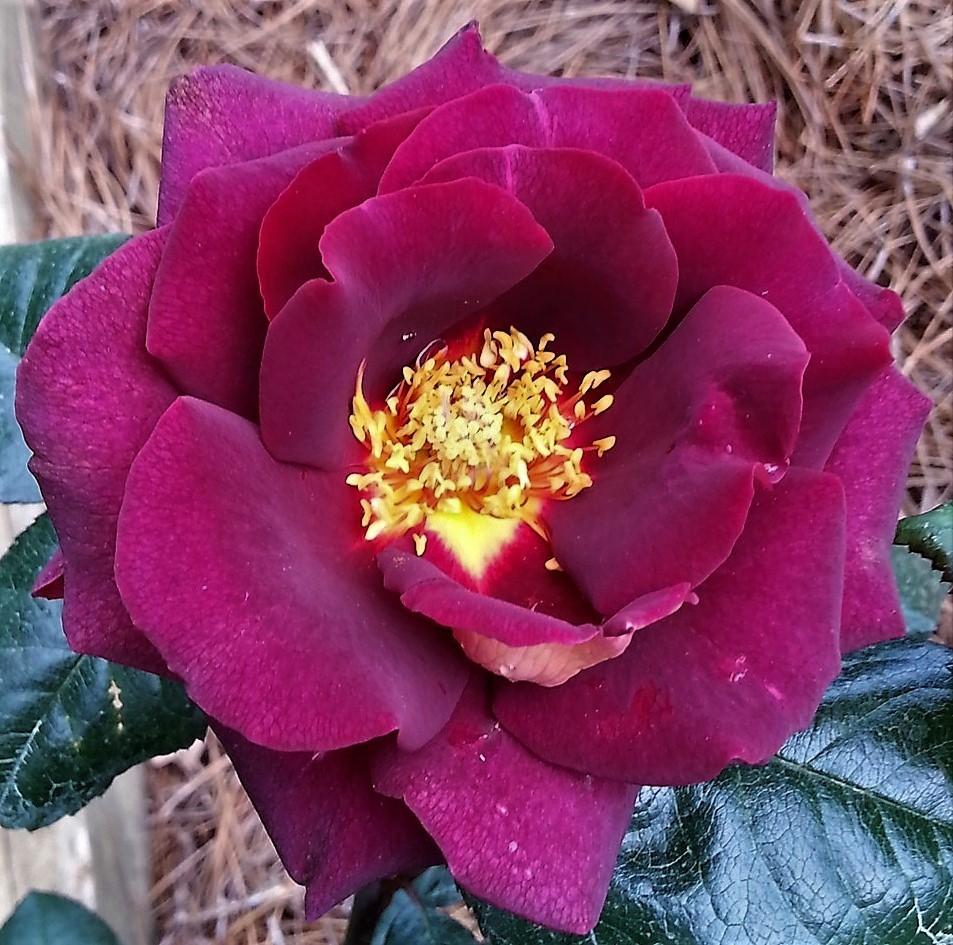 Photo of Rose (Rosa 'Garden Director Bartje Miller') uploaded by KenNEGA