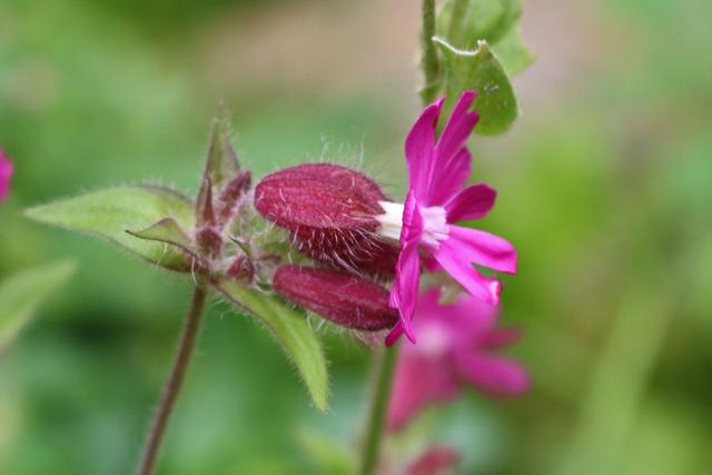 Photo of English Maiden (Silene dioica) uploaded by RuuddeBlock