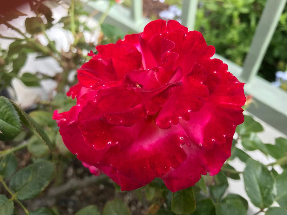 Photo of Rose (Rosa 'Dick Clark') uploaded by _Bleu_