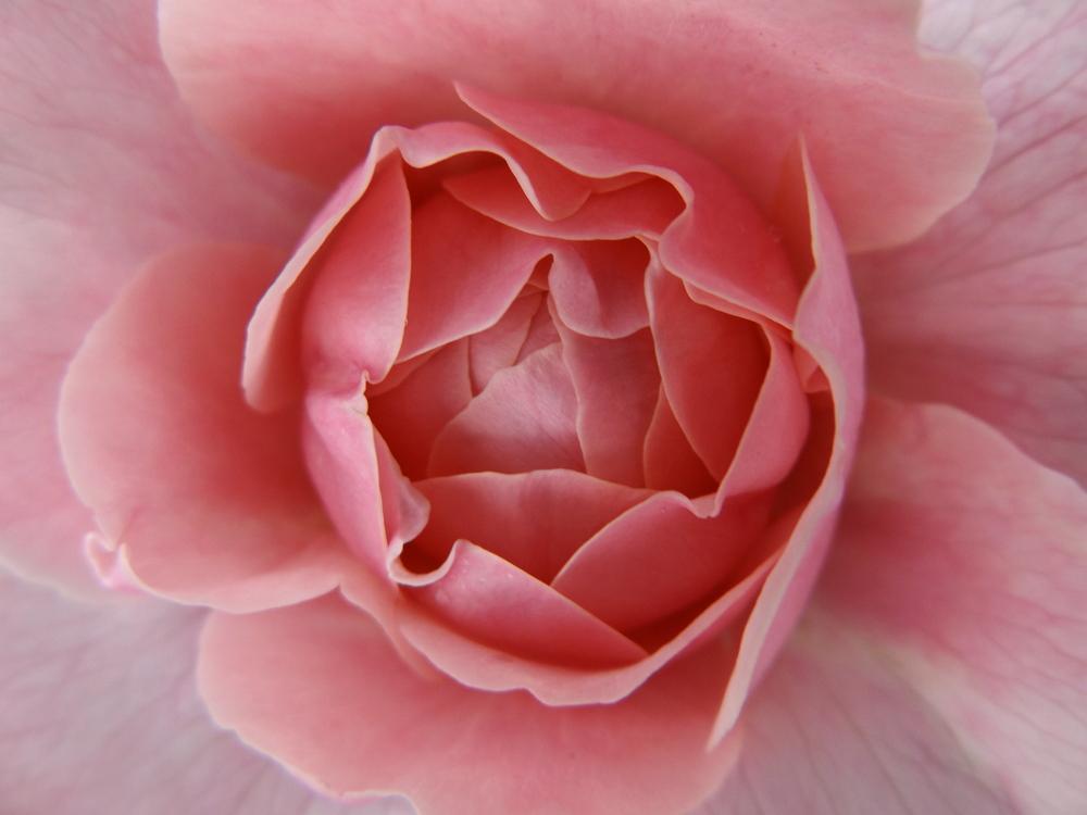Photo of Rose (Rosa 'Alnwick Castle') uploaded by LolaTasmania