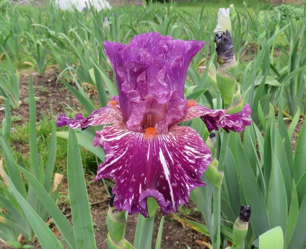 Photo of Tall Bearded Iris (Iris 'Peekaboo Zebu') uploaded by KentPfeiffer