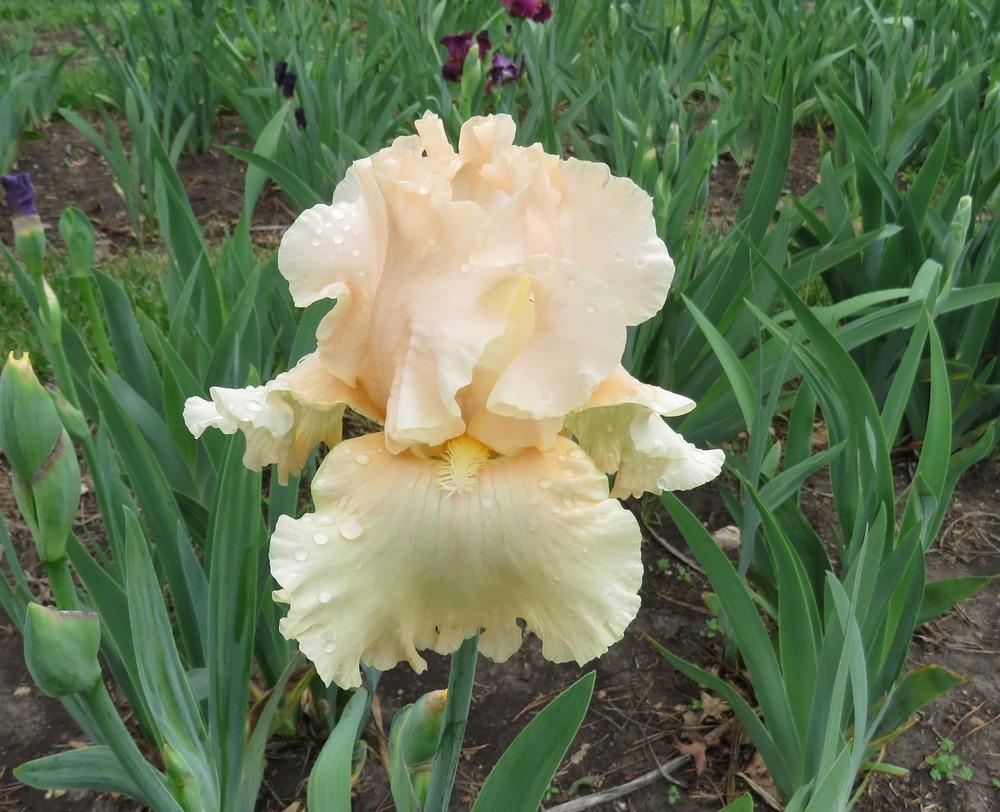 Photo of Tall Bearded Iris (Iris 'Peach Pearl') uploaded by KentPfeiffer