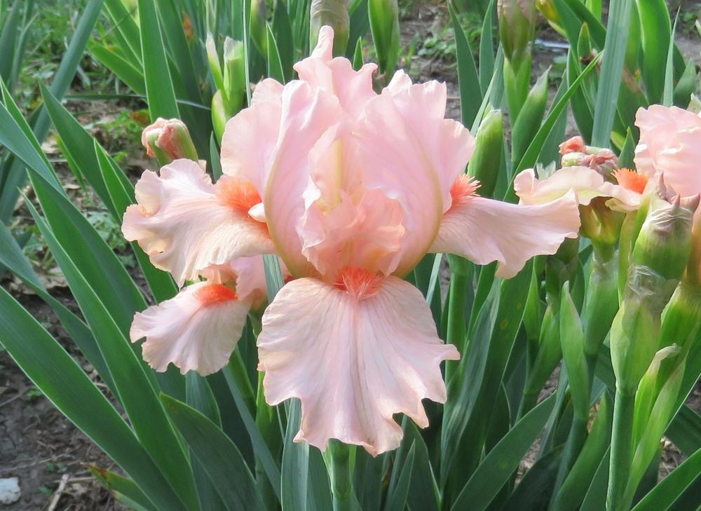 Photo of Standard Dwarf Bearded Iris (Iris 'Portland Pink') uploaded by KentPfeiffer