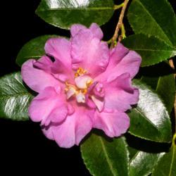 Location: Botanical Gardens of the State of Georgia...Athens, Ga
Date: 2018-11-27
Pink Camellia 018