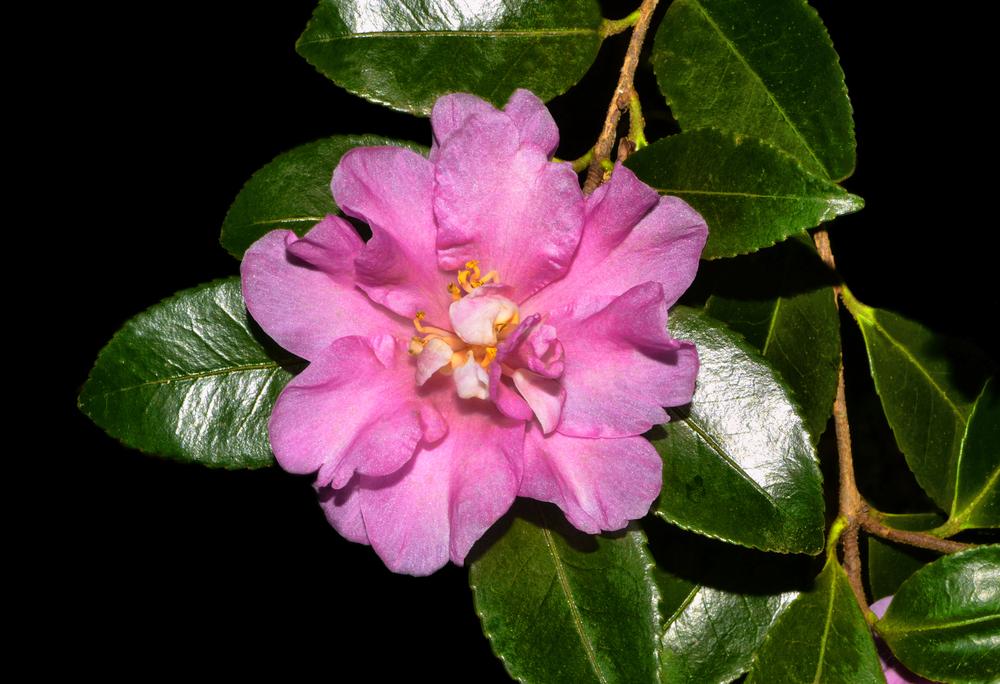 Photo of Camellias (Camellia) uploaded by dawiz1753