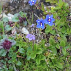 Location: Hohe Tauern - Austria
Date: 2018-07-25
The blue one! The other (purple) is probably V. aphyla