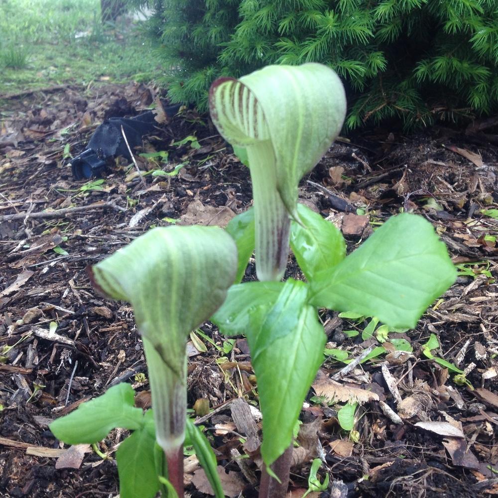 Photo of Jack in the Pulpit (Arisaema triphyllum) uploaded by csandt