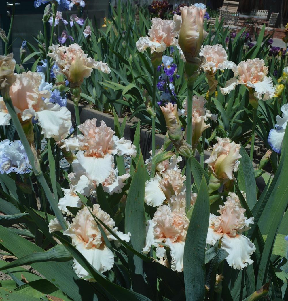 Photo of Tall Bearded Iris (Iris 'Magical') uploaded by AndreaD