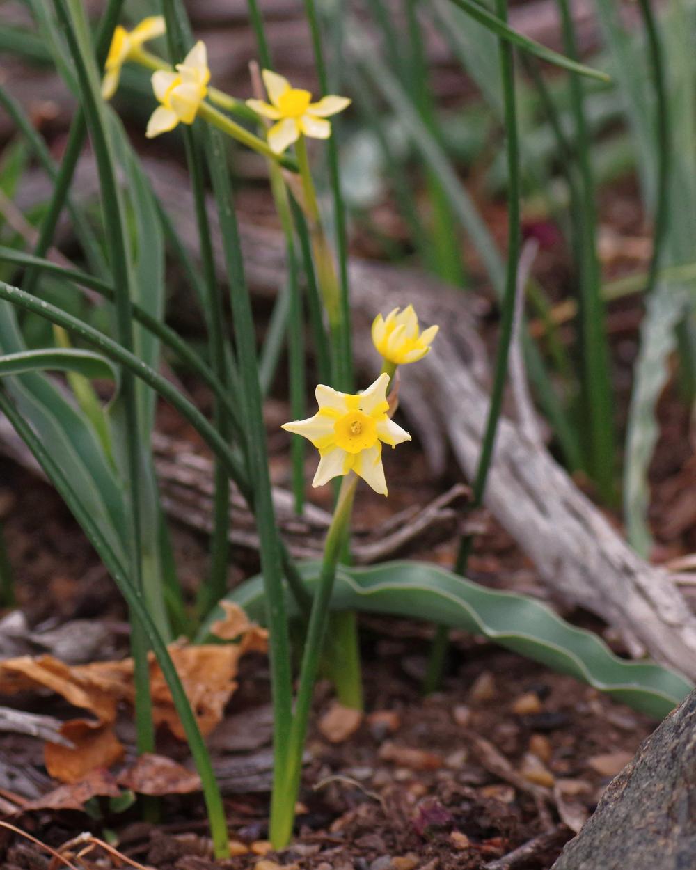 Photo of Jonquilla Daffodil (Narcissus 'New Baby') uploaded by dirtdorphins