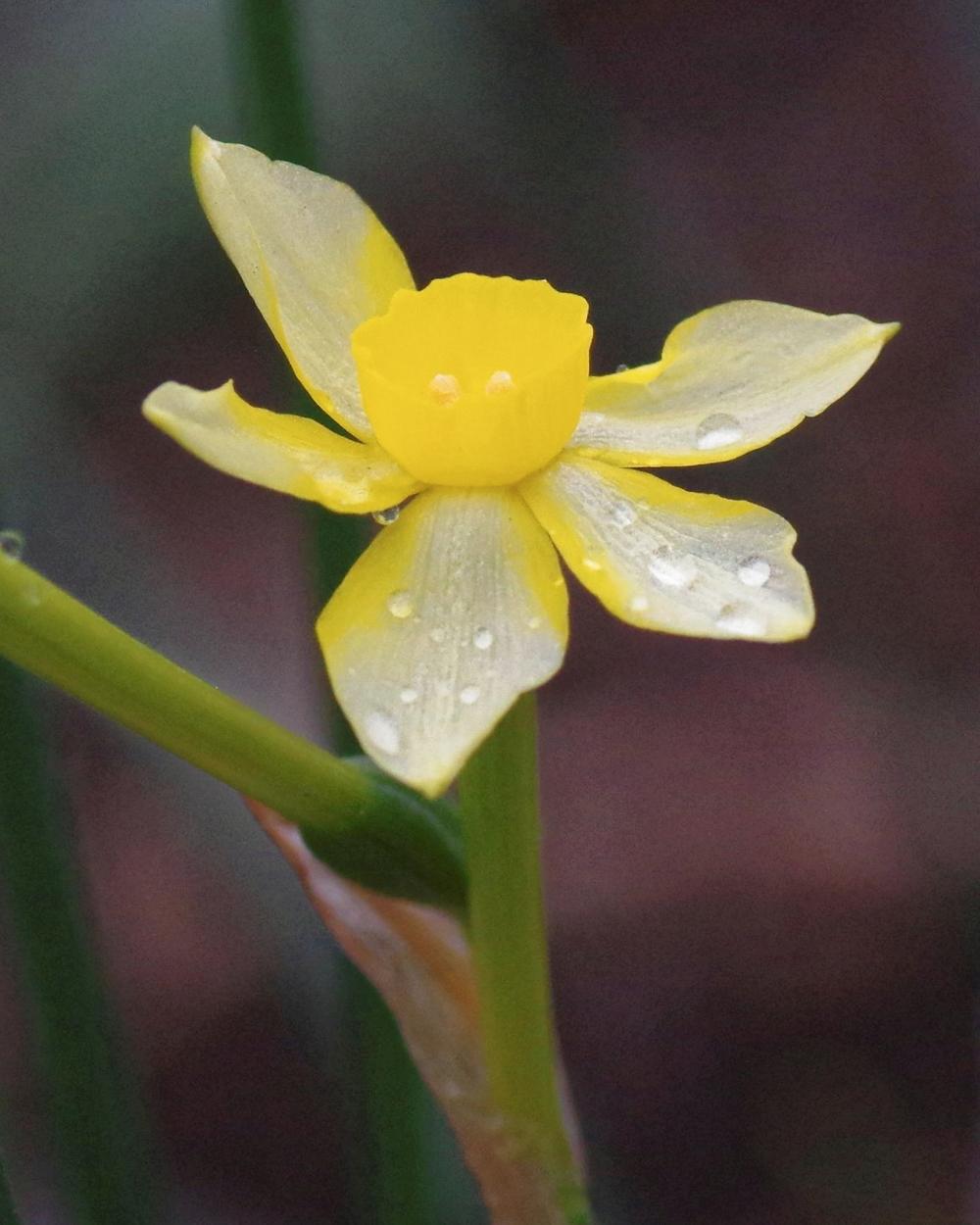 Photo of Jonquilla Daffodil (Narcissus 'New Baby') uploaded by dirtdorphins