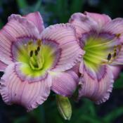 One of my favourite small daylilies.  It always performs well for