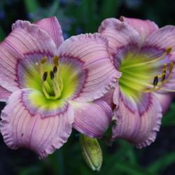 Location: My Garden, Ontario, Canada
Date: 2018-08-03
One of my favourite small daylilies.  It always performs well for