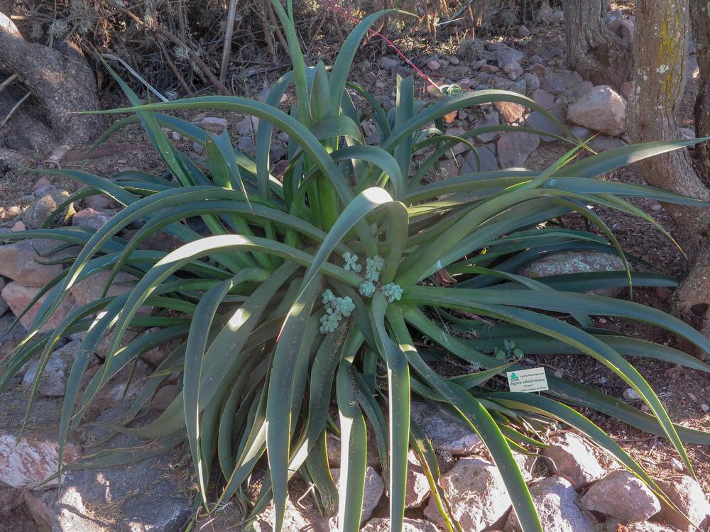 Photo of Octopus Agave (Agave vilmoriniana) uploaded by Baja_Costero