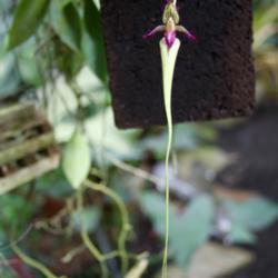 Location: My greenhouse, Florida
Date: 2018-11-27
very interesting species, called 'the stinky orchid'
