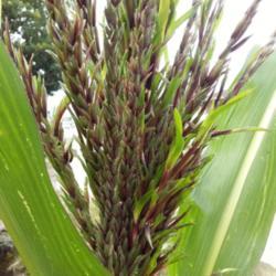 Location: sumatera indonesia
Date: 2018-07-01
An inflorescene affected by phyllody most likely by infection of 