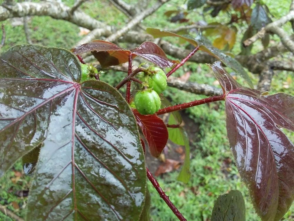 Photo of Bellyache Bush (Jatropha gossypiifolia) uploaded by tofitropic