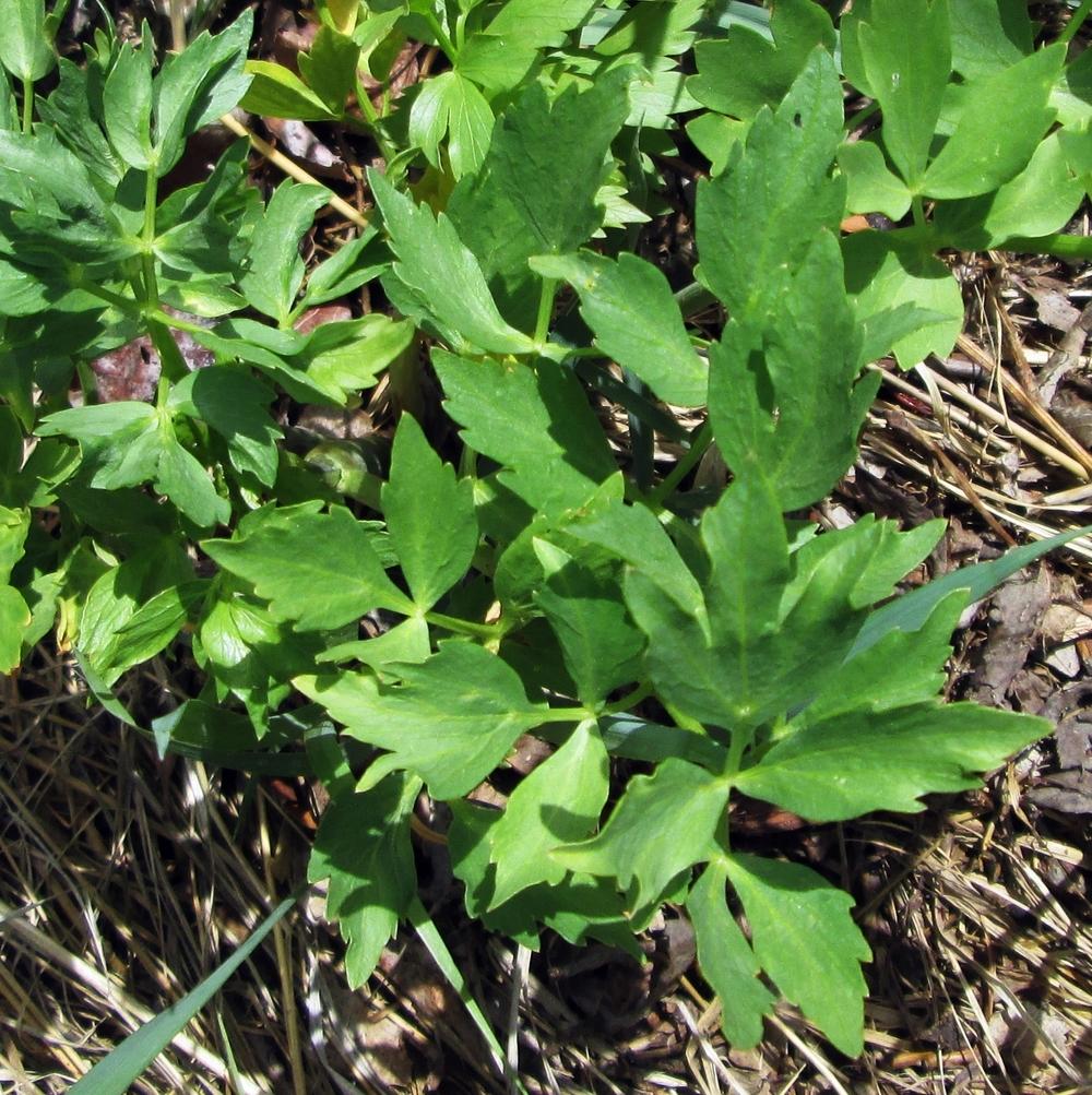 Photo of Lovage (Levisticum officinale) uploaded by lauribob