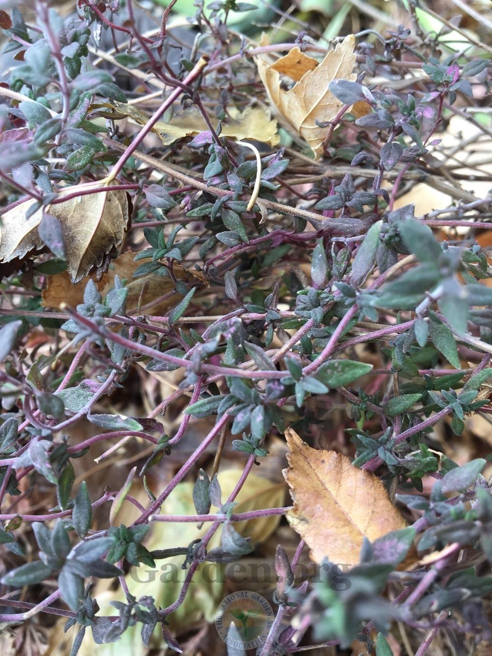 Photo of Common Thyme (Thymus vulgaris) uploaded by BlueOddish
