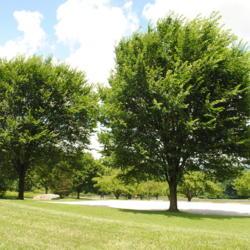 Location: Chester County, Pennsylvania
Date: 2013-07-05
two maturing elms at an estate made into a public park