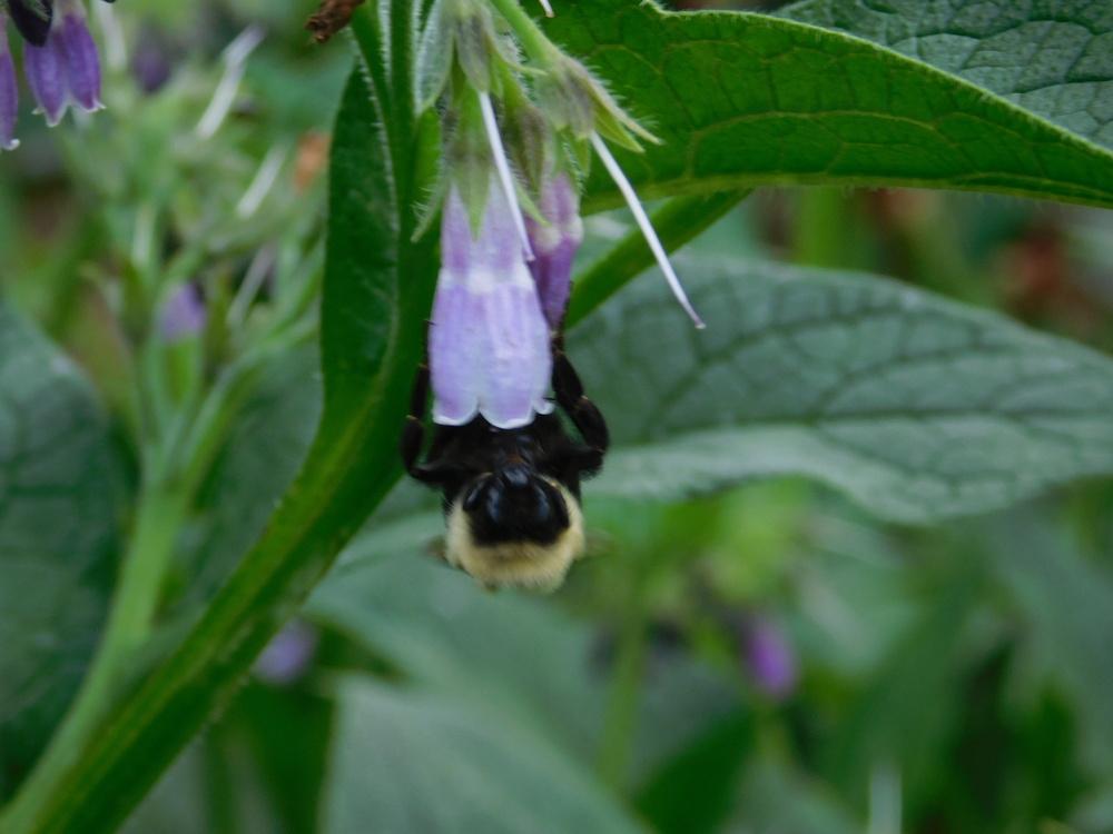 Photo of Comfrey (Symphytum officinale) uploaded by JHeirloomSeeds