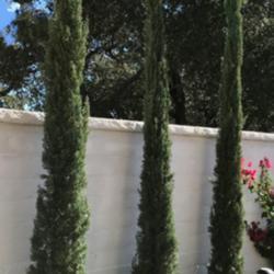 Location: My garden in SoCal.
Date: 2018-12-07
Young Italian cypress trees. They've grown 4 feet in 13 months.