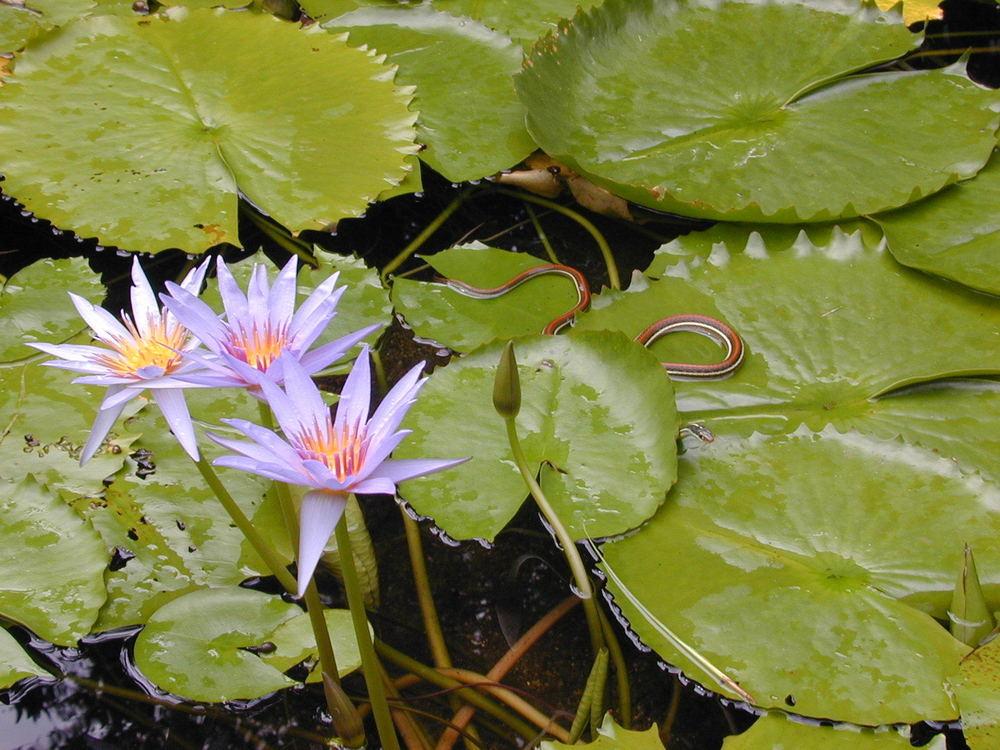 Photo of American White Waterlily (Nymphaea odorata) uploaded by plantmanager