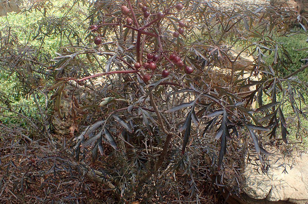 Photo of Elderberry (Sambucus nigra Black Lace™) uploaded by robertduval14