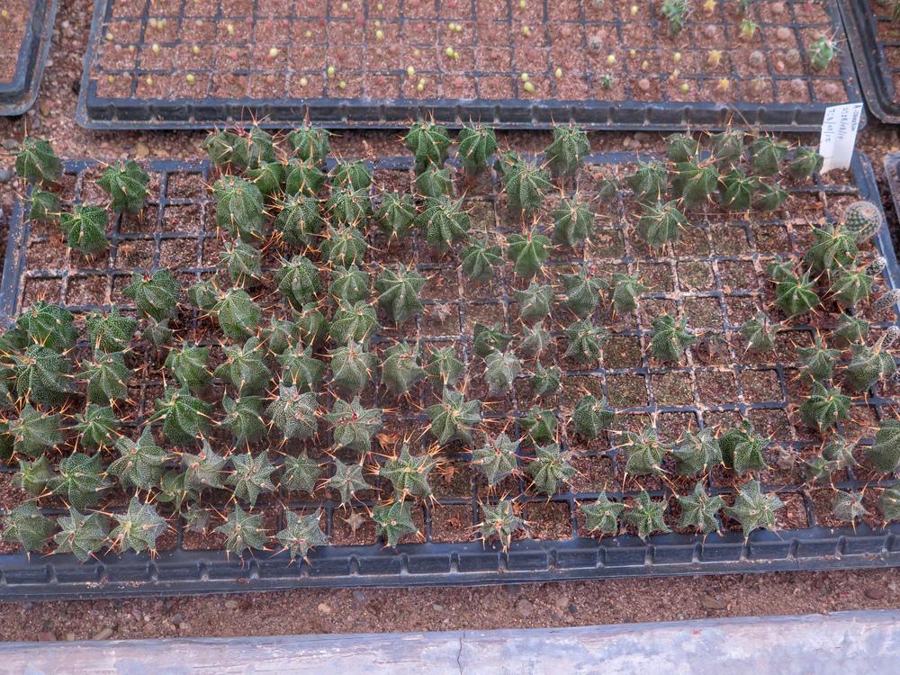 Photo of Star Plant (Astrophytum ornatum) uploaded by Baja_Costero