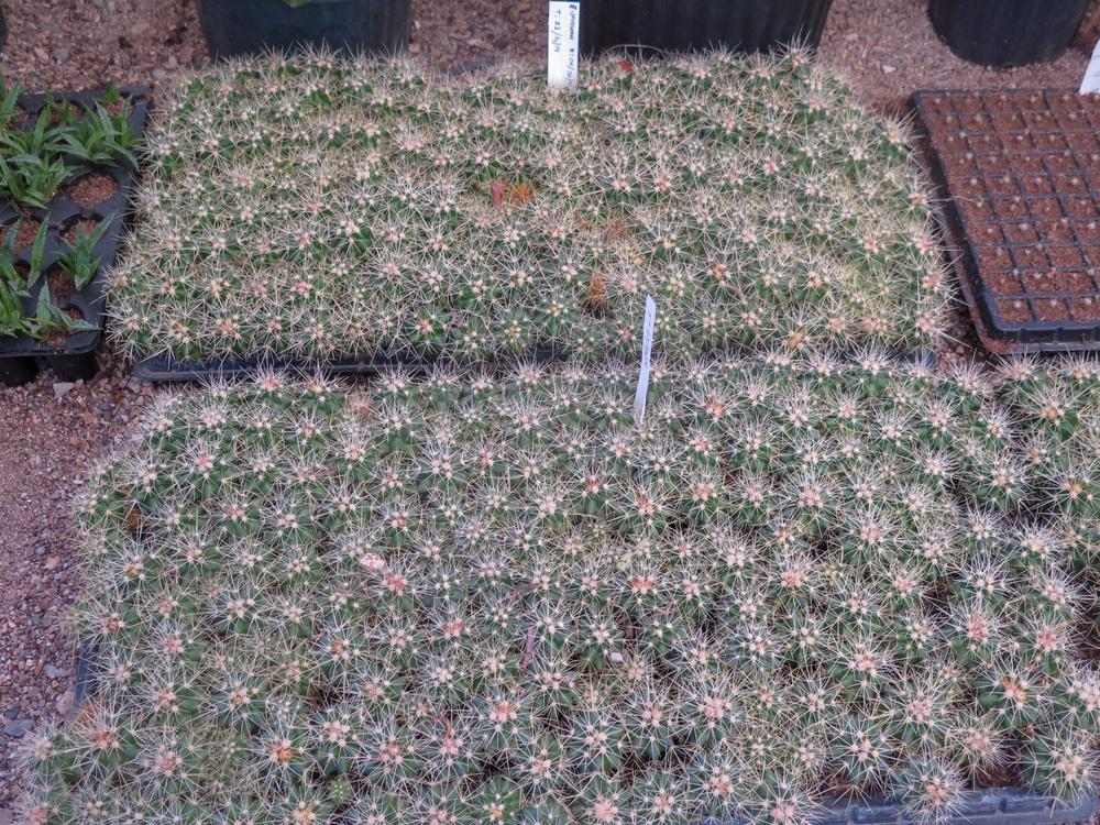 Photo of Golden Barrel Cactus (Kroenleinia grusonii) uploaded by Baja_Costero