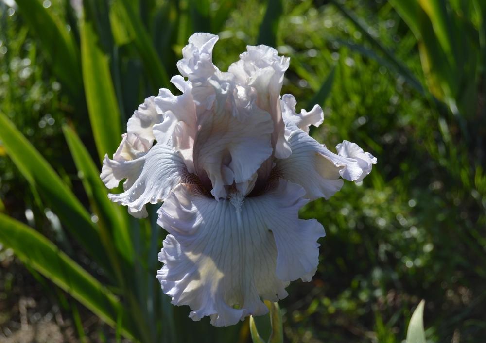 Photo of Tall Bearded Iris (Iris 'Eleganza') uploaded by KentPfeiffer