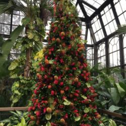 Location: Longwood Gardens, Kennett Square, Pennsylvania, USA
Date: 2018-12-09
A Christmas tree made mostly of bromeliads