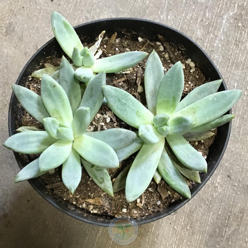 Photo of Pachyveria (XPachyveria 'Little Jewel') uploaded by BlueOddish