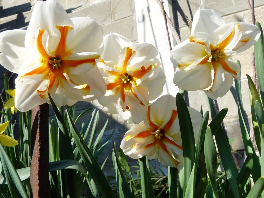Photo of Split-Cupped Papillon Daffodil (Narcissus 'Trepolo') uploaded by Nevita