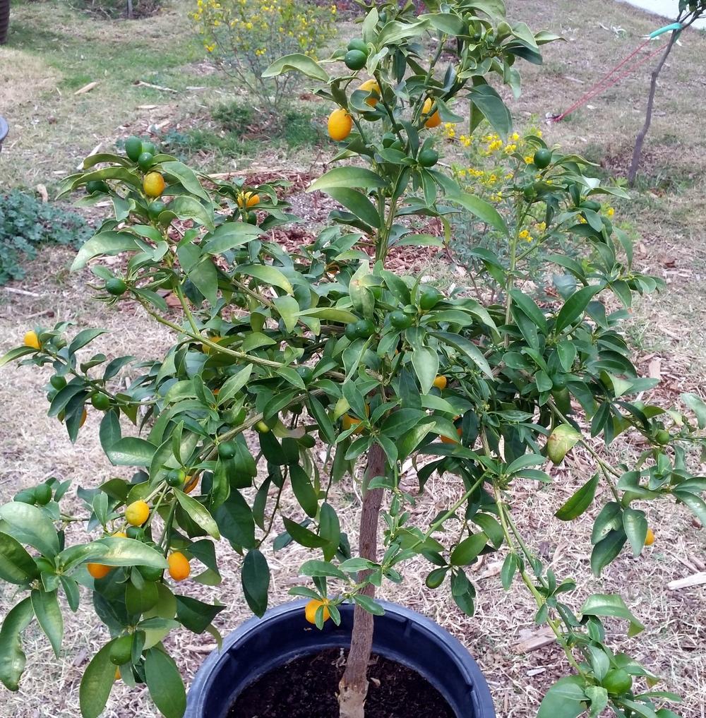 Photo of Kumquat (Citrus japonica 'Nagami') uploaded by RobGlen