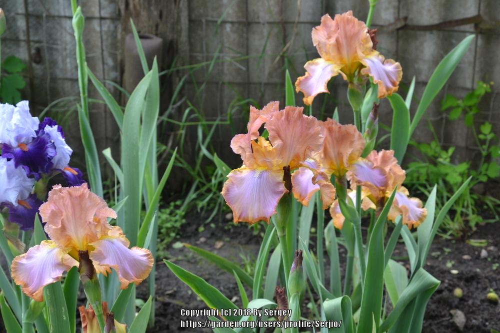 Photo of Tall Bearded Iris (Iris 'Afternoon Delight') uploaded by Serjio